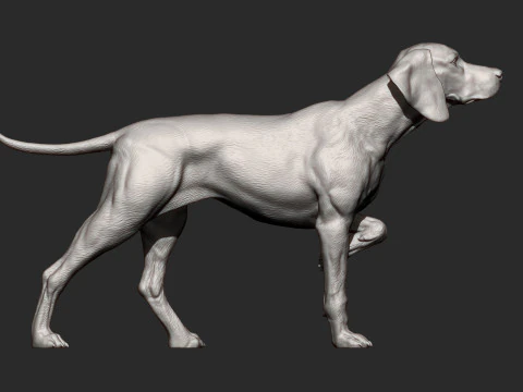 Hungarian vizsla bas-relief 3D Print Model