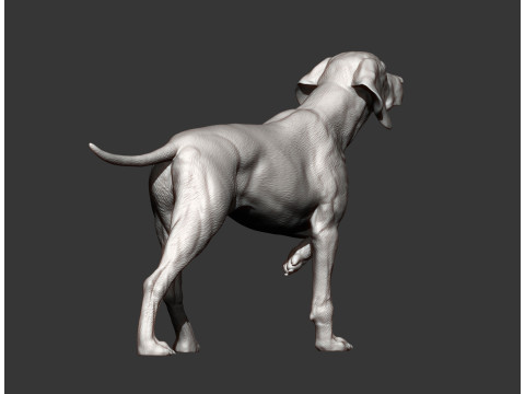 Hungarian vizsla bas-relief 3D Baskı Modeli