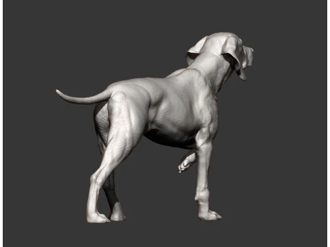 Hungarian vizsla bas-relief 3D Print Model