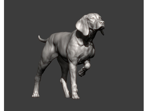 Hungarian vizsla bas-relief 3D Baskı Modeli