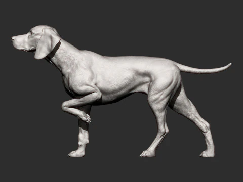 Hungarian vizsla bas-relief 3D Print Model