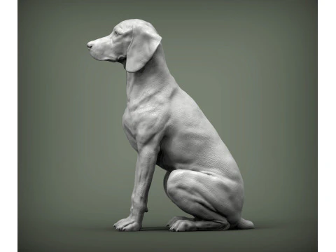 Hungarian vizsla 3D Print Model