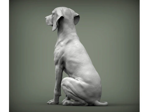 Hungarian vizsla 3D Print Model
