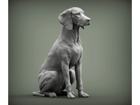 Hungarian vizsla 3D Print Model