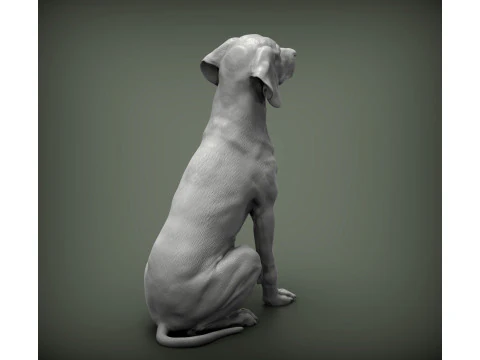 Hungarian vizsla 3D Print Model