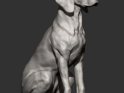 Hungarian vizsla 3D Print Model