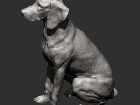 Hungarian vizsla 3D Print Model