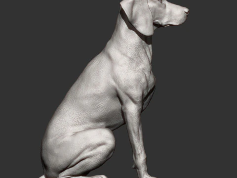 Hungarian vizsla 3D Print Model