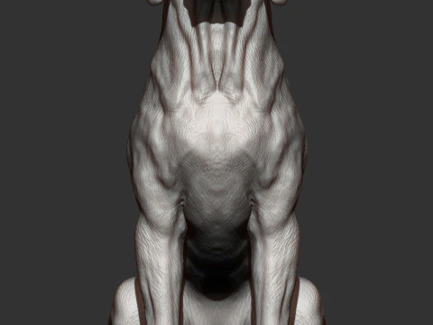 Hungarian vizsla 3D Print Model
