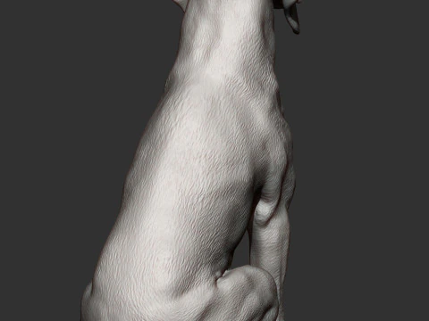 Hungarian vizsla 3D Print Model