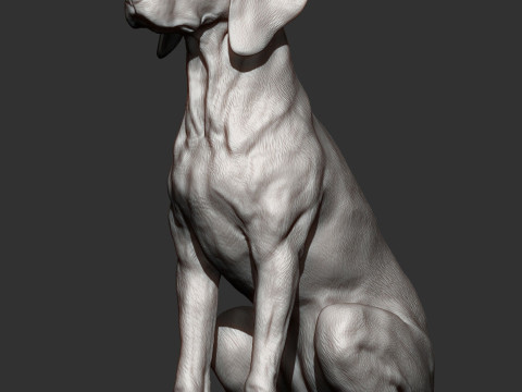 Hungarian vizsla Modelo de impresión 3D