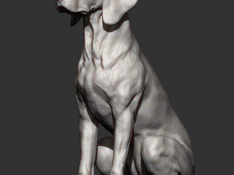 Hungarian vizsla 3D Print Model