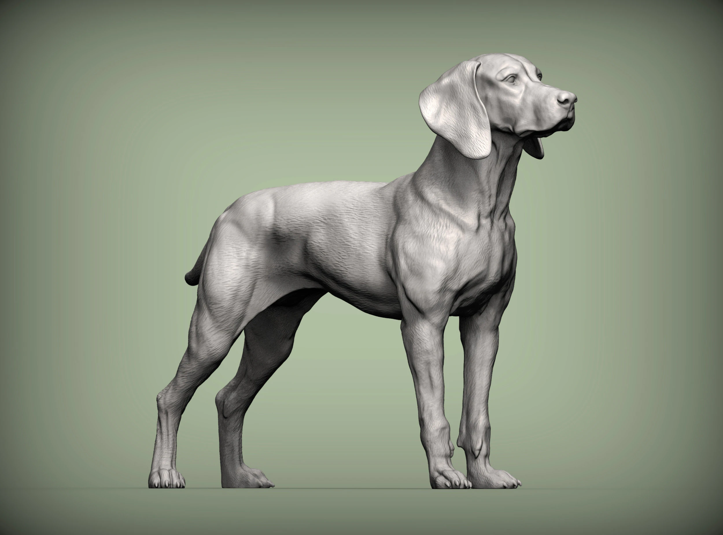 Hungarian vizsla 3D Print Model .c4d .max .obj .3ds .fbx .stl .blend 