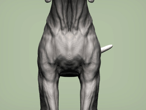 Hungarian vizsla Model Cetak 3D