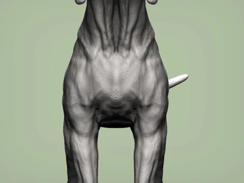 Hungarian vizsla 3D Print Model