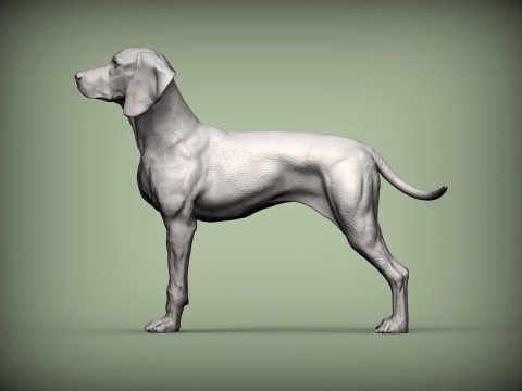 Hungarian vizsla Model Cetak 3D
