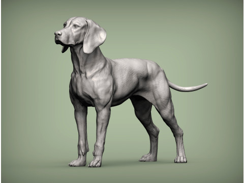 Hungarian vizsla Model Cetak 3D