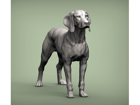 Hungarian vizsla Model Cetak 3D