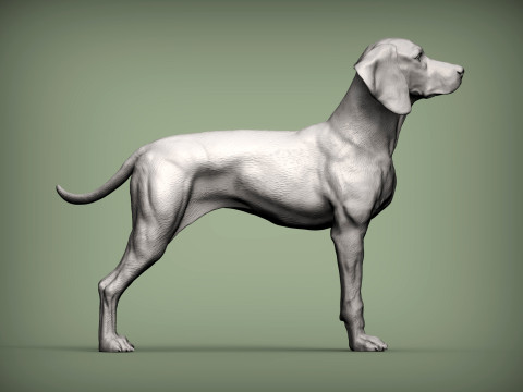 Hungarian vizsla Model Cetak 3D