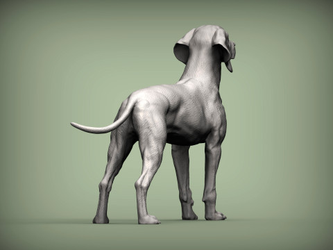Hungarian vizsla Model Cetak 3D
