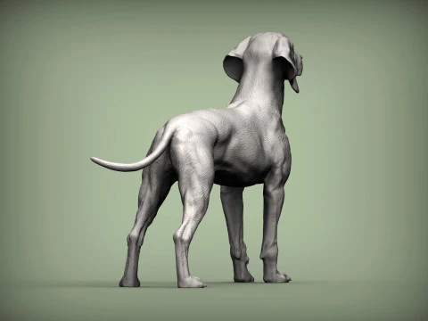 Hungarian vizsla 3D Print Model