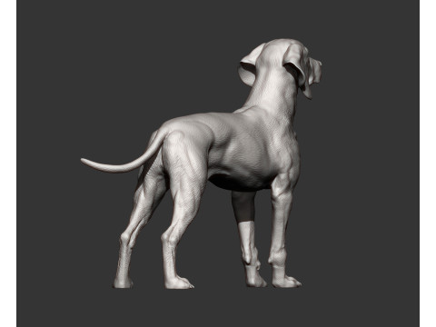 Hungarian vizsla Model Cetak 3D