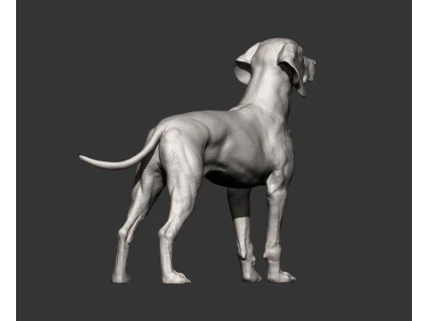 Hungarian vizsla 3D Print Model