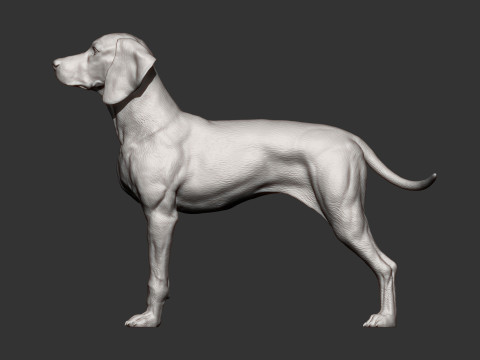 Hungarian vizsla Model Cetak 3D