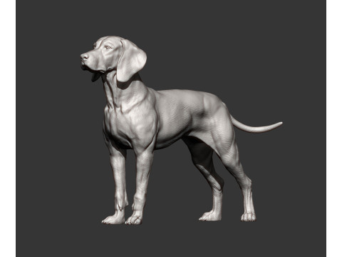 Hungarian vizsla Model Cetak 3D