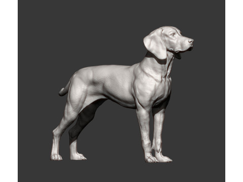 Hungarian vizsla Model Cetak 3D