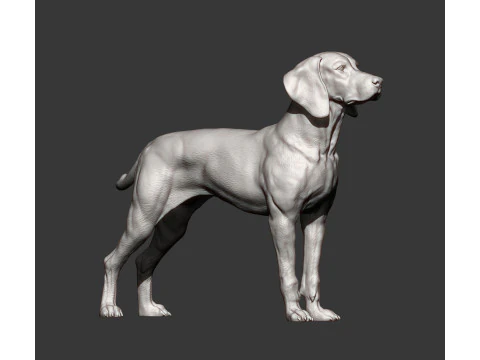 Hungarian vizsla 3D Print Model