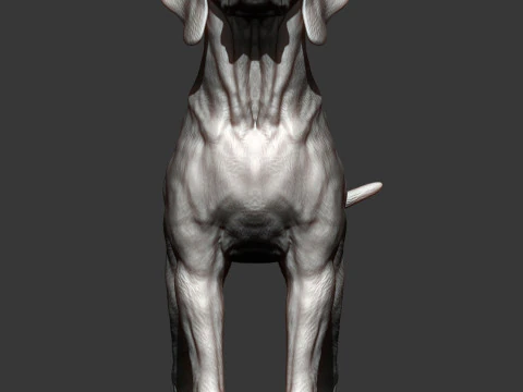 Hungarian vizsla 3D Print Model
