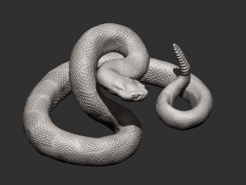 Rattlesnake Modelo de Impressão 3D