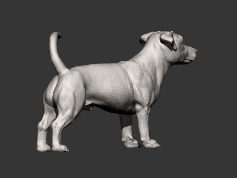 Jack Russell Terrier 3D 프린트 모델