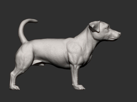 Jack Russell Terrier 3D 프린트 모델
