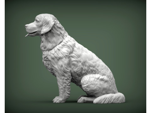 Golden retriever 3D Print Model