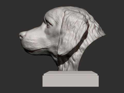 Golden retriever 3D Print Model