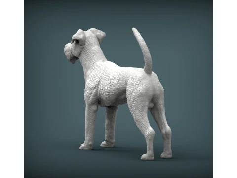 Irish Terrier 3D Print Model