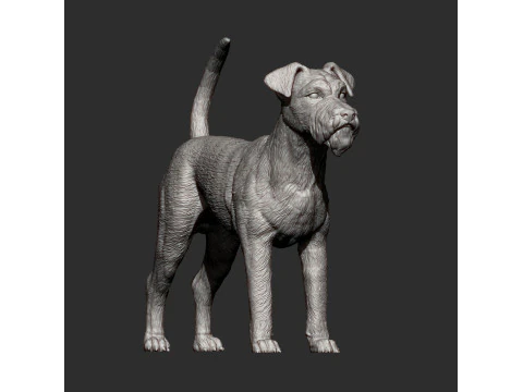 Irish Terrier 3D Print Model