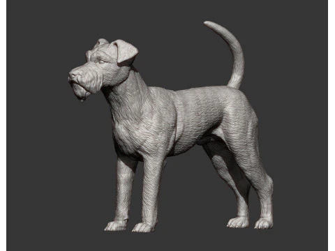 Irish Terrier 3D Print Model