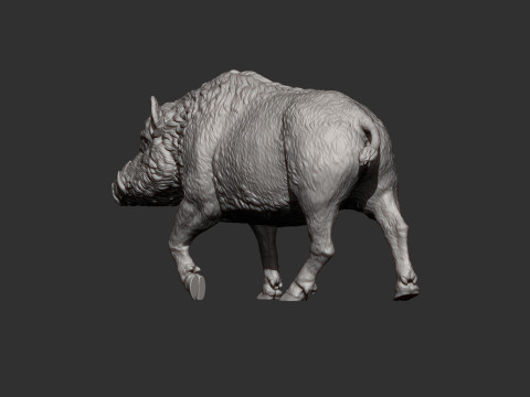 A wild boar 3D-Druckmodell