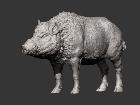 Boar 3D print model wild Modelo de Impressão 3D