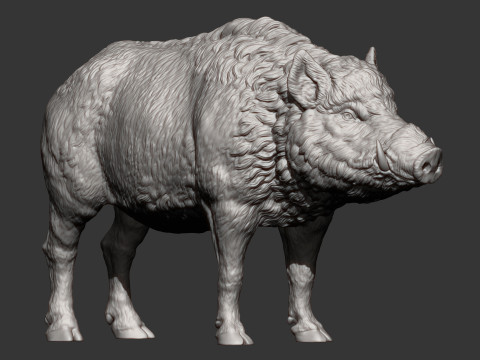 Boar 3D print model wild Modelo de Impressão 3D