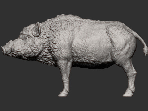 Boar 3D print model wild Modelo de Impressão 3D