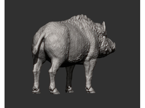 Boar 3D print model wild Modelo de Impressão 3D