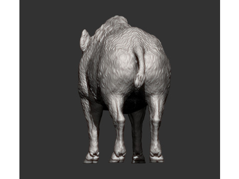 Boar 3D print model wild Modelo de Impressão 3D