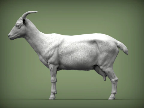 Goat 3D Print Model