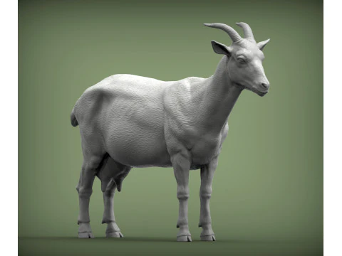 Goat 3D Print Model
