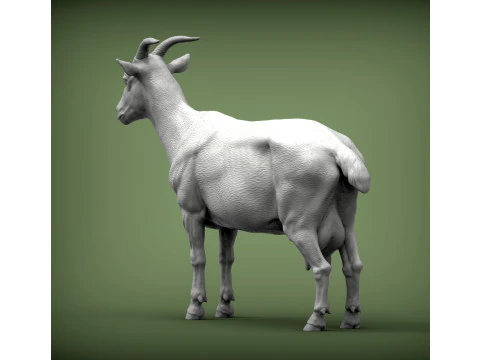 Goat 3D Print Model