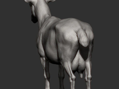 Goat 3D Print Model